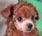 �����Ƃ��킢���ʐ^�������I