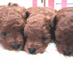 �����Ƃ��������ʐ^���������l�̓N���b�N�I