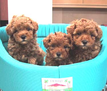 ���ނ�����񂸁E�S���Q�Q��