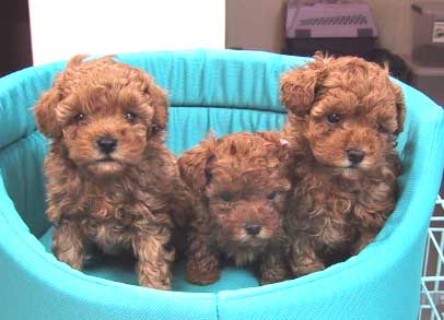 ���ނ�����񂸁E�S���Q�Q��