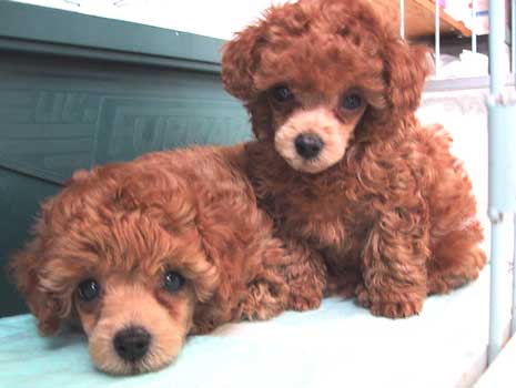 ���F�����A�E�F���j