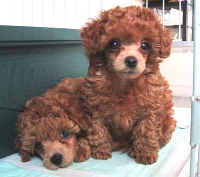 ���F�����A�E�F���j