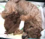 �_�H�p���ɁX�����ނ������c