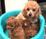 ���ނ�����񂸁E�S���Q�Q��