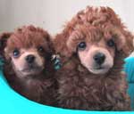 �����Ƃ��킢���ʐ^�������I