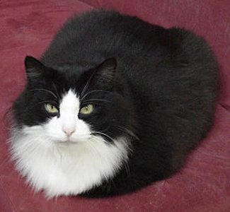 �f�J�C�A���z�c�ł����i�΁j