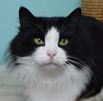 �g�g�������āA�����Ă������I�g�R�I