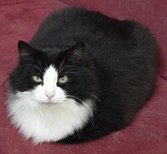 �܂�ō��z�c�I