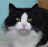 ������ƃn���T���I