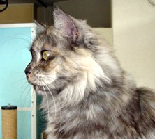 �Ƃ��Ă����ȃ}�Y���I