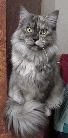 �r�r�����̖ڂ̓O���[��