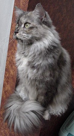 ���܂��ė~�������ǂ��B�B�B��������͌����o���Ȃ��������i��