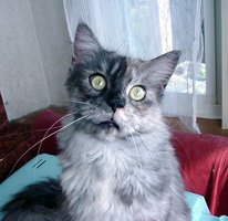 �܂�ۂ��ږڂ��L���[�g��